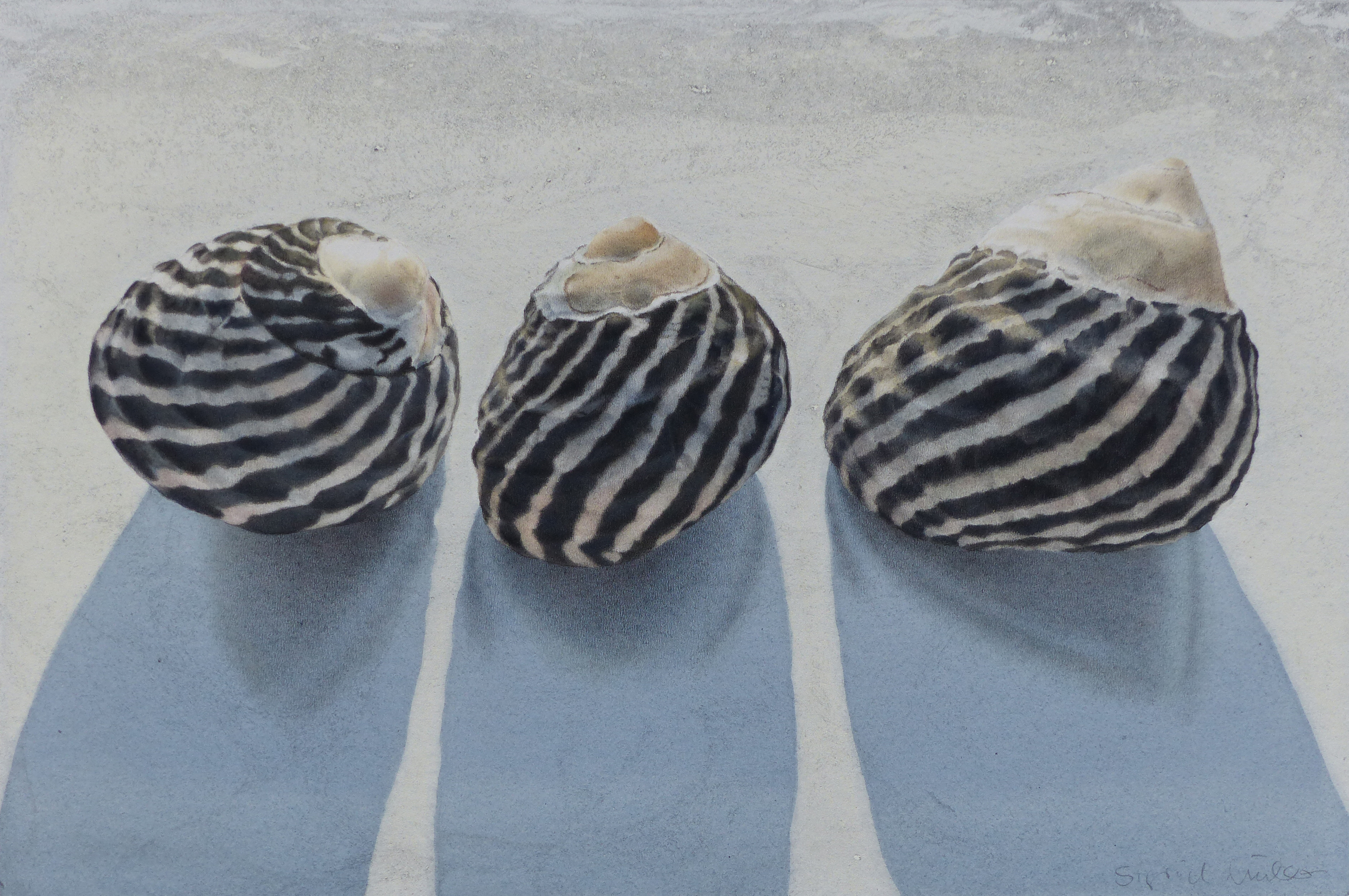 Seashells-19cm-x-28.5cm-2015.jpg